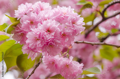 Blooming sakura flowers close-up.