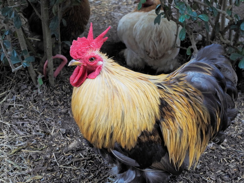 Vászonkép Close-up Pekin Bantam Chicken with nature blurred background.