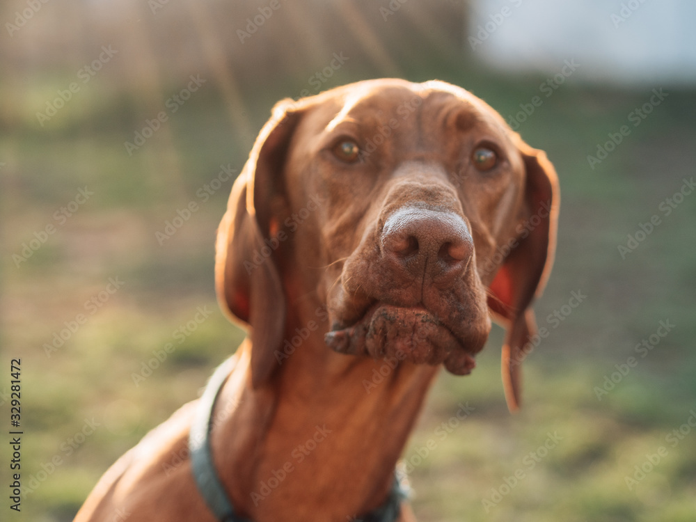 Funny face pointer dog at sunset.