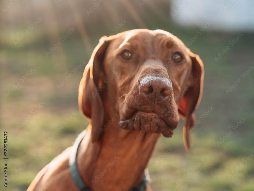 Funny face pointer dog at sunset. Funny face pointer dog at sunset.