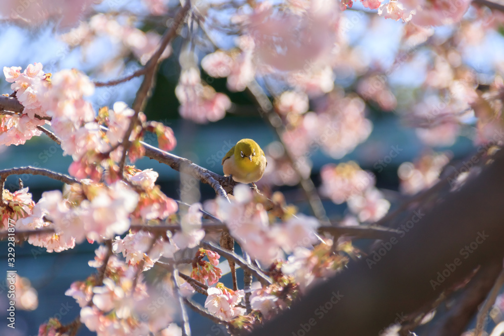 メジロと梅の花 宮地嶽神社 福岡県福津市 Japanese White-eye and Plum blossom Miyajidake Shrine Fukuoka Fukutsu city メジロと梅の花 宮地嶽神社 福岡県福津市 Japanese White-eye and Plum blossom Miyajidake Shrine Fukuoka Fukutsu city
