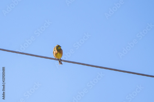 Yellowhammer bird, Emberiza citrinella. Birdwatching in Lubana, Latvia. © Gints
