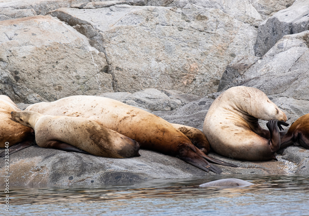 Fototapeta premium A group of golden brown sea lions sunning themselves on rocks by the water in Tofino, Canada