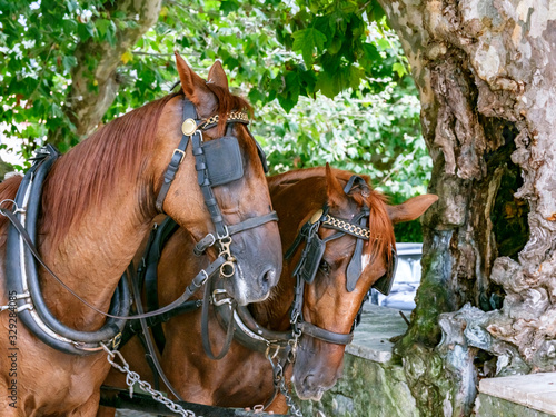 Fototapeta Naklejka Na Ścianę i Meble -  Horses towing a tourist carriage