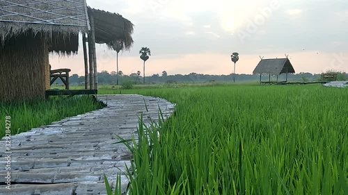 Hut is in the middle of the rice field.