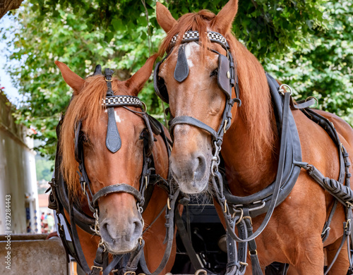 Horses towing a tourist carriage