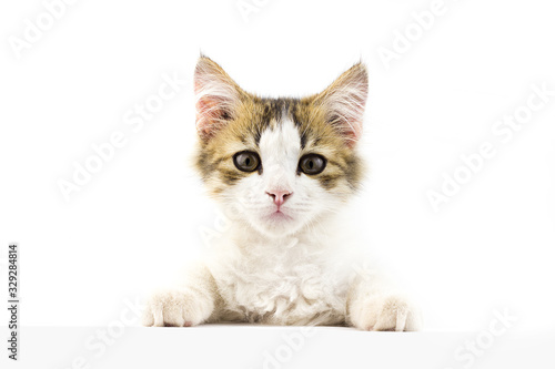 young cat looks at the banner. Place under the inscription