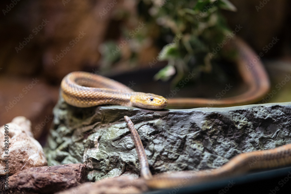 Fototapeta premium a snake at the zoo
