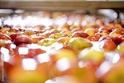 Apples Floating in Water in Packing Warehouse