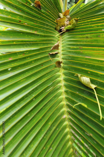 palm fringes with dried leaves falling on it
