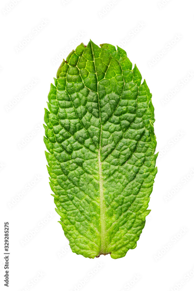 Obraz premium Green mint isolated on white background