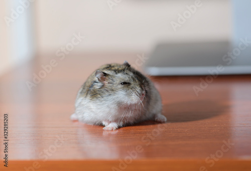 The funny Djungarian hamster is on the writing wooden table.