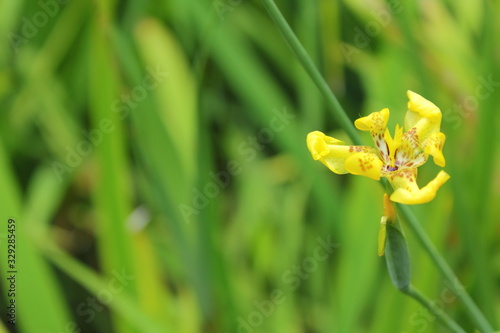 yellow flowers with fresh green leaves
