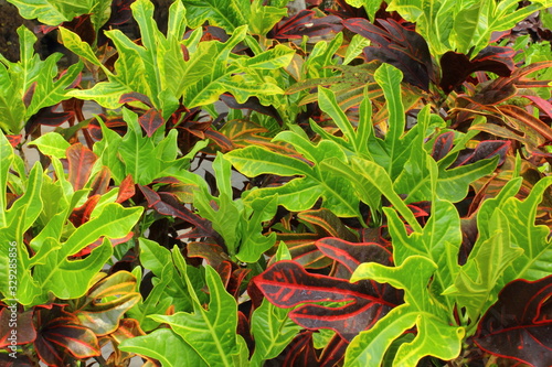 The palm trees have many shades of green, yellow, and red. This plant includes shrubs.