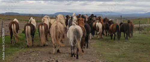 Running herd of Icelandic horses