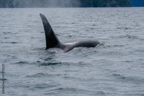 Close-up of killer whale in Tofino , view from boat on a killer whale