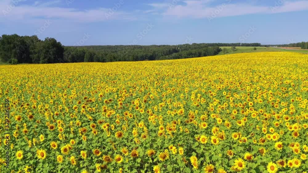 Aerial video from drone of sunflower fields in Altai region. Siberia. Russia Aerial video from drone of sunflower fields in Altai region. Siberia. Russia