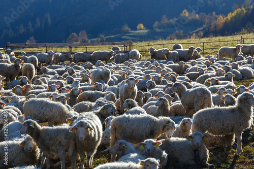 Flock of sheep on beautiful mountain meadow.