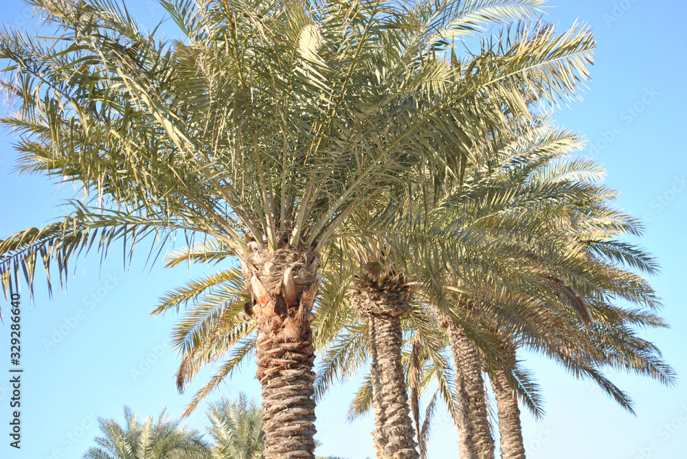 Palm trees in clear blue sky