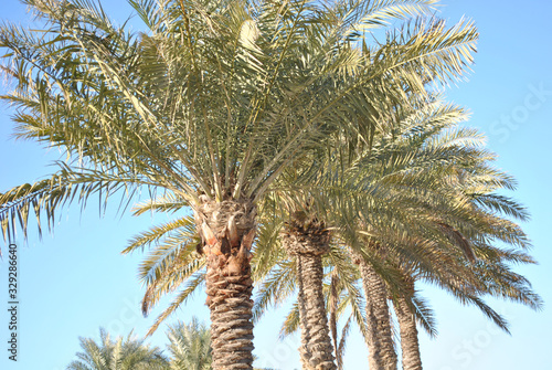 Palm trees in clear blue sky