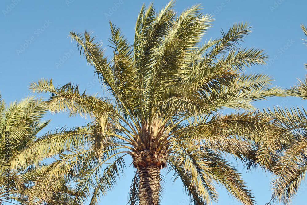 Palm trees in clear blue sky