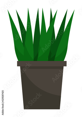 Potted exotic plant buds of green leaves isolated on white. Natural decoration symbol houseplant in flowerpot. Evergreen foliage in pot element of interior. Tropical object cartoon style vector