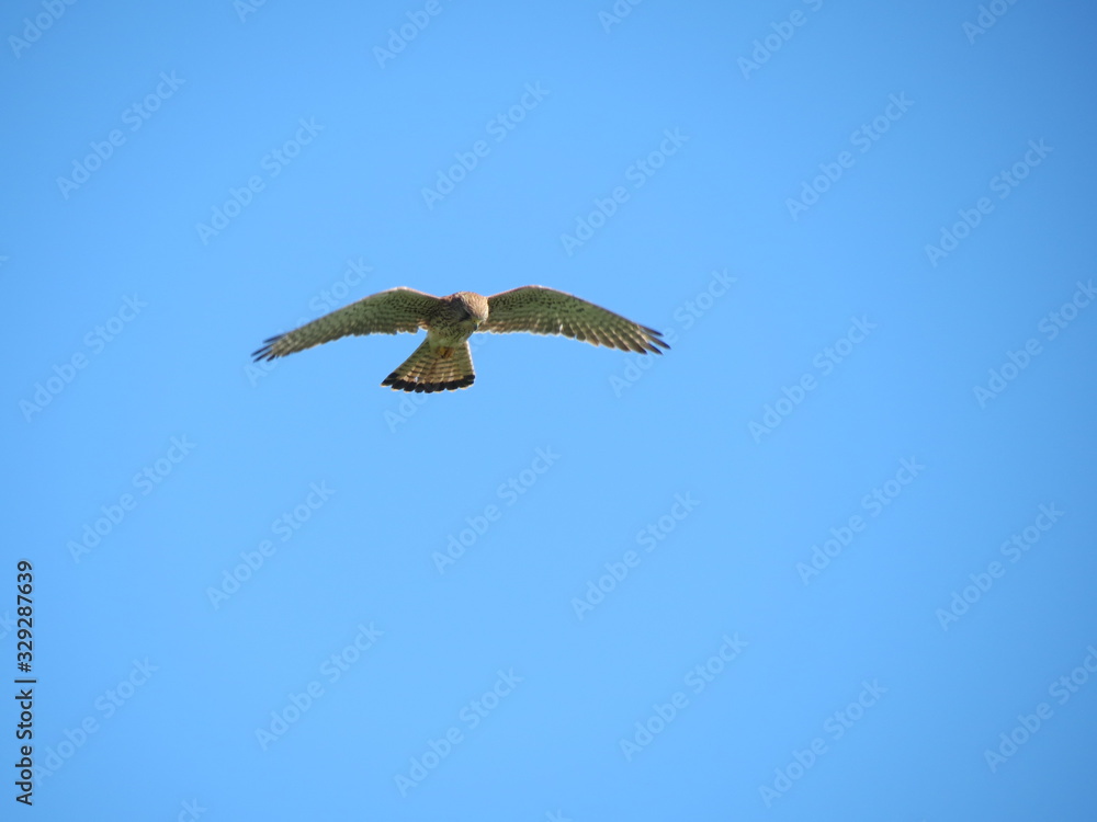 Fototapeta premium Greifvogel am Himmel