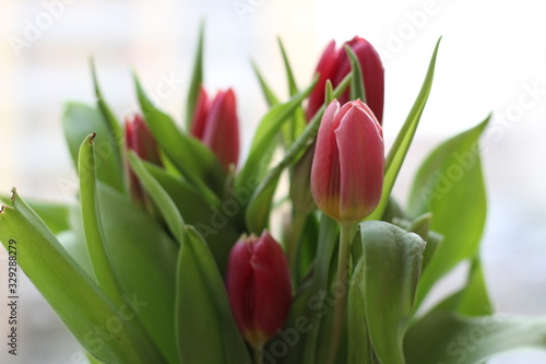 Spring flowers. Tulip bouquet on the bokeh background.