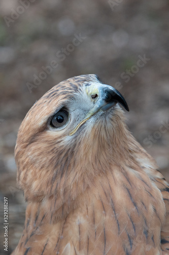 Buzzard buteo close up portrait raptor bird © plysuikvv