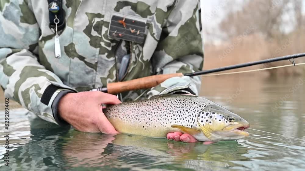 catch of a beautiful brown trout with fly
