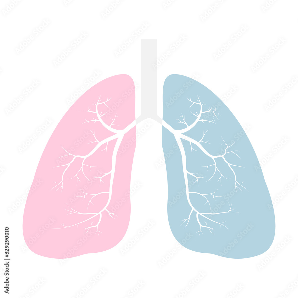 Lungs icon vector illustration, pink and blue flat style. Internal organs of the human design element. Anatomy, medicine concept. Healthcare Isolated on white background. Lungs icon vector illustration, pink and blue flat style. Internal organs of the human design element. Anatomy, medicine concept. Healthcare Isolated on white background.