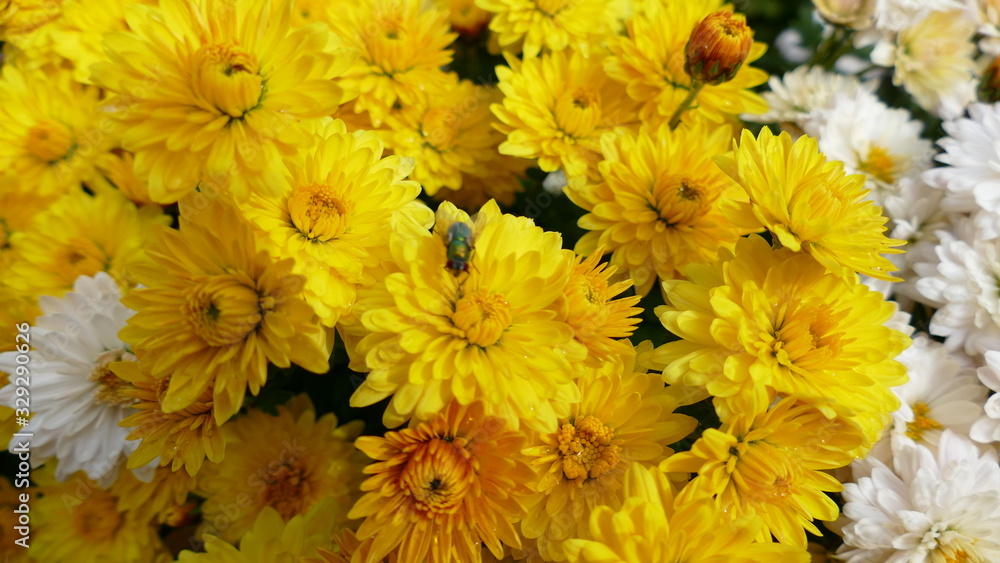 bouquet of flowers bouquet of flowers