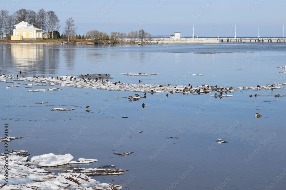 ducks in the sea among ice floes