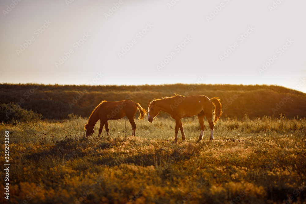 two horses graze in field at sunset in village. two horses graze in field at sunset in village.