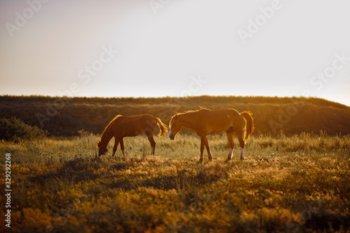 two horses graze in field at sunset in village.