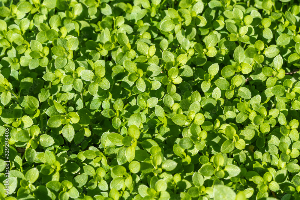 Sprouts of young agriculture, grow very densely Sprouts of young agriculture, grow very densely