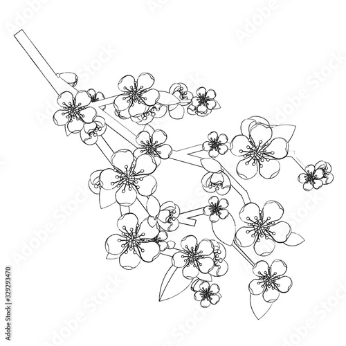 Branch of sakura or cherry flower with small flower with  five petals  buds and blossom leaves. Intermittent line -  imitation hand draw with chalk or pen. Illustration in doodle and minimalism style.