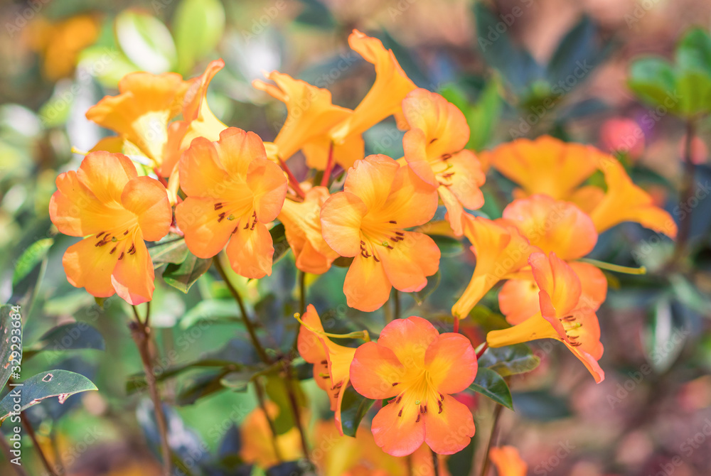 Orange Vireya Rhododendron flowers are blossoming on tree in rainforest Orange Vireya Rhododendron flowers are blossoming on tree in rainforest
