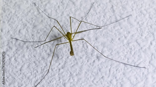 Crane Fly taking flight back view Super Slow Motion 1500fps, Macro over white wall photo