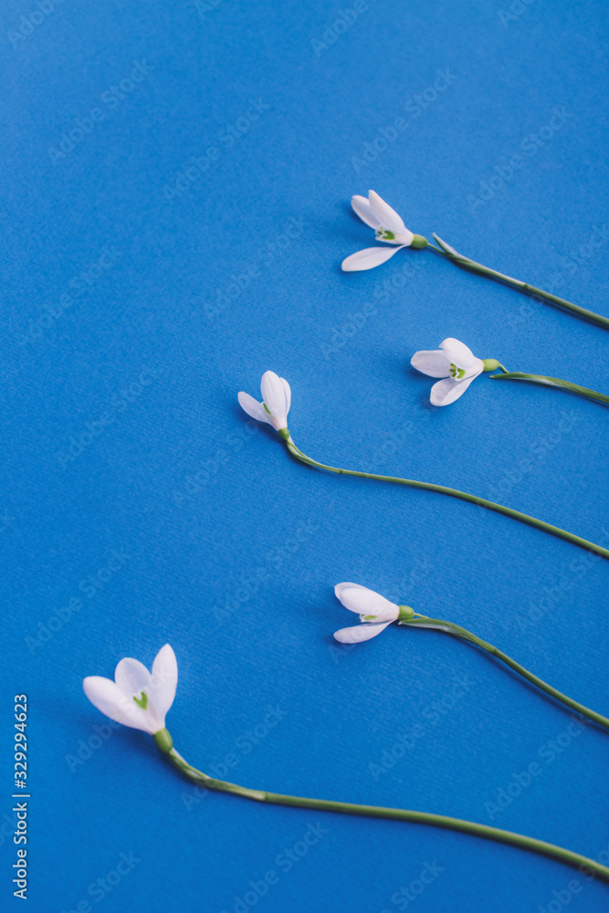 Snowdrop flowers on blue background. Spring minimal concept. Flat lay, copy space, top view. Snowdrop flowers on blue background. Spring minimal concept. Flat lay, copy space, top view.
