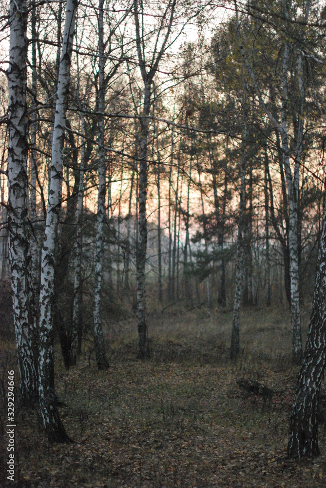 Birch trees and the sunset