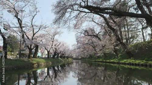 Cherry Blossoms tree In River