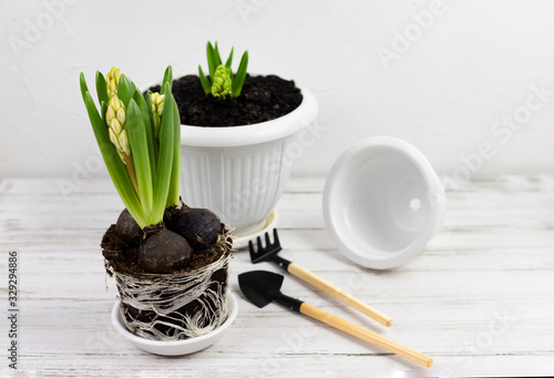 home floriculture. Hyacinth transplant in a pot with garden tools on a white wooden table. modern interior with many plants
