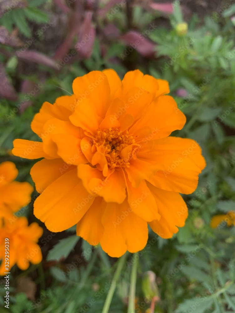 orange flower orange flower