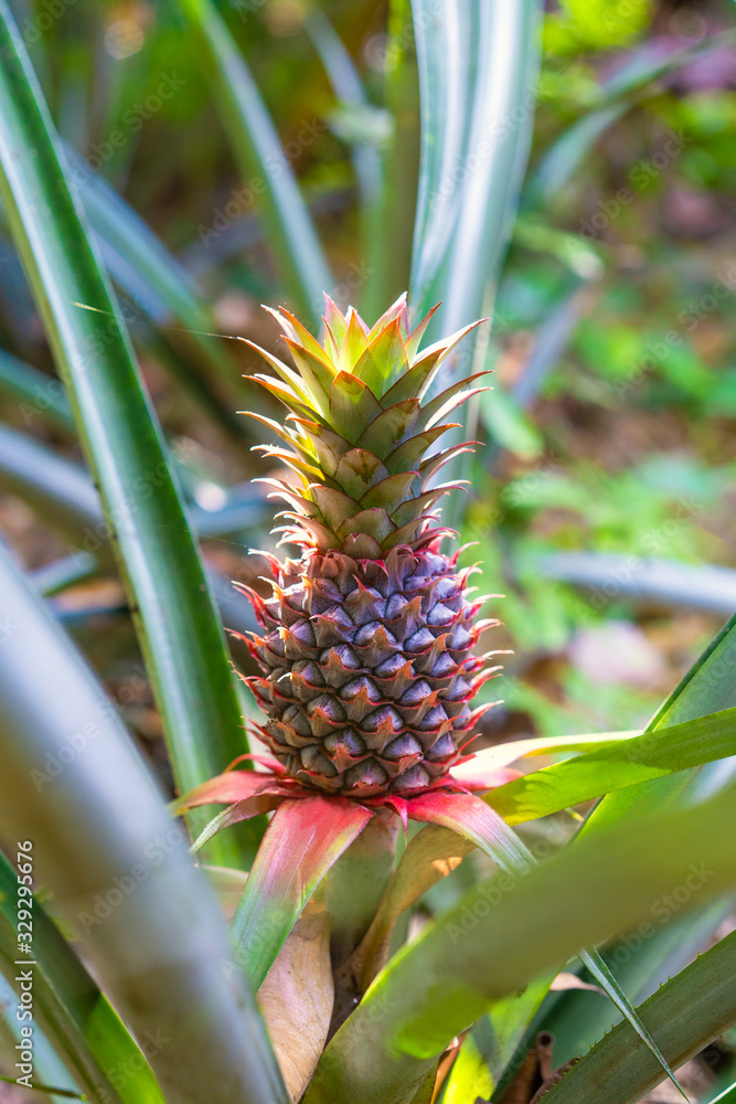 Red Pineapple tropical fruit growing in garden Red Pineapple tropical fruit growing in garden