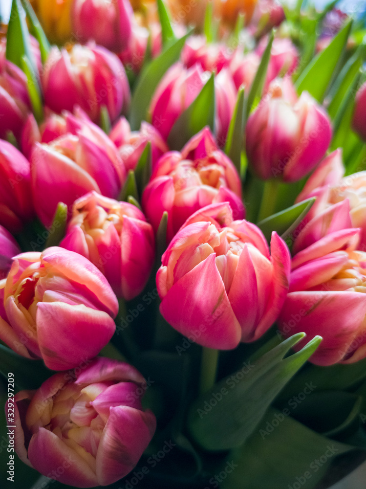 Bouquet of pink and orange tulips Bouquet of pink and orange tulips
