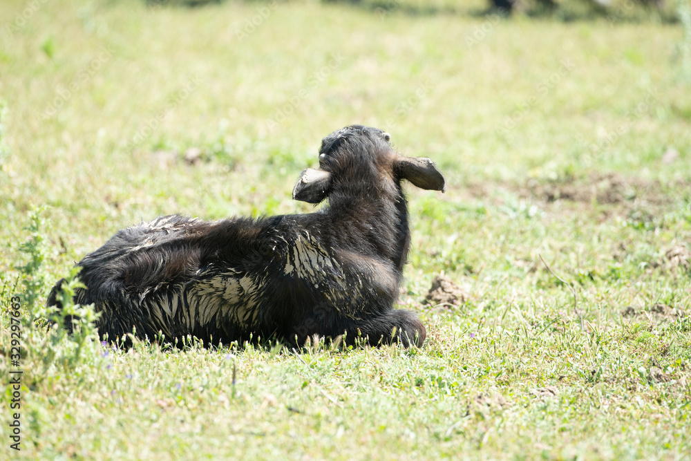 Fototapeta premium water buffalo