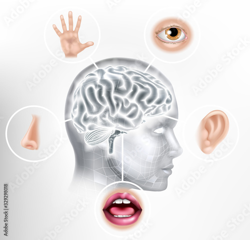Five senses brain AI human head artificial intelligence or learning technology concept