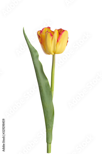 Fototapeta Naklejka Na Ścianę i Meble -  Wonderful yellow tulip with red stripes on a white background.
