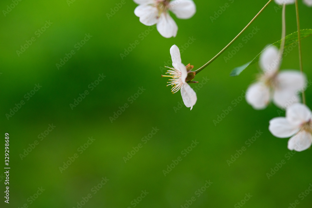 Cherry blossom, white flowers in the foreground in sharp focus on a green background Cherry blossom, white flowers in the foreground in sharp focus on a green background